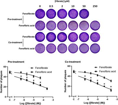 The Hyperlipidaemic Drug Fenofibrate Significantly Reduces Infection by SARS-CoV-2 in Cell Culture Models